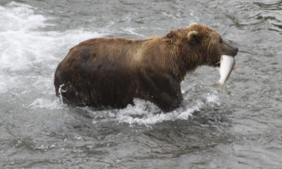 Alaska bear walks onto sandbar with a salmon in his mouth.