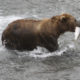 Alaska bear walks onto sandbar with a salmon in his mouth.