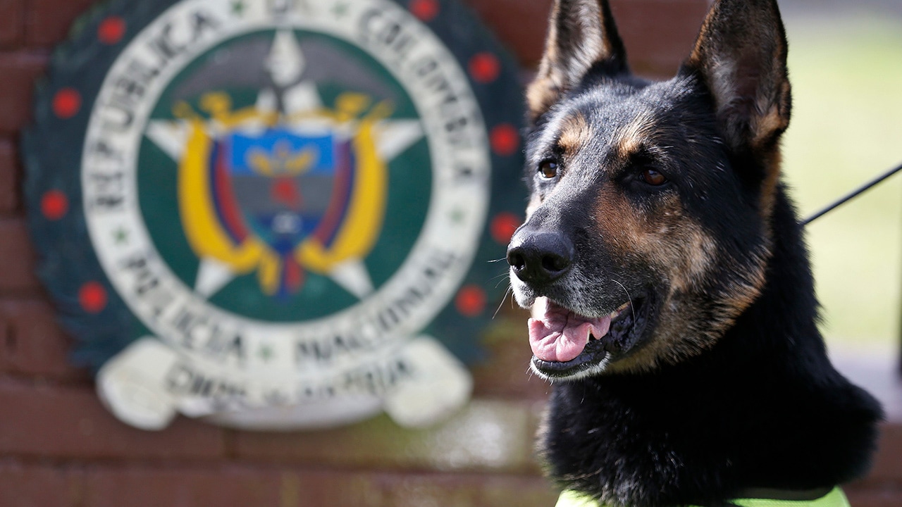 Photo of Colombian drug dog, Sombra