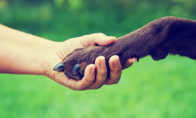 Photo of human hand touching a dog's paw