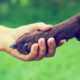 Photo of human hand touching a dog's paw