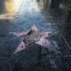 Photo of Donald Trump's Hollywood Walk of Fame star destroyed