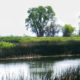Photo of a Fresno Irrigation District canal