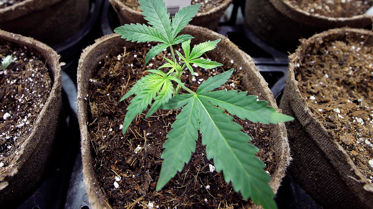 Photo of a marijuana plant