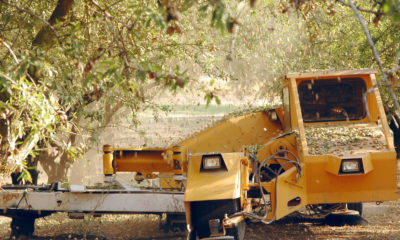 photo of California almond harvest