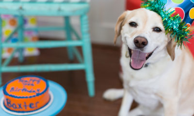 Photo of a smiling dog at his birthday party