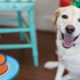 Photo of a smiling dog at his birthday party