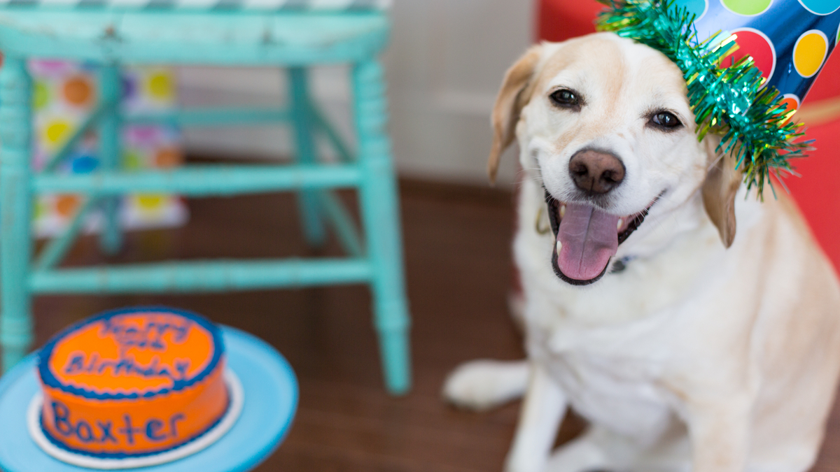 Photo of a smiling dog at his birthday party