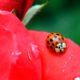 Photo of ladybug resting on a rose