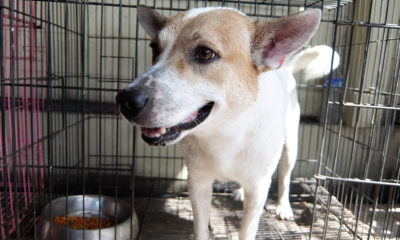 Photo of cute mixed breed dog at animal shelter