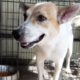 Photo of cute mixed breed dog at animal shelter