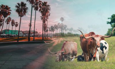 Photo illustration of California and Texas scenes