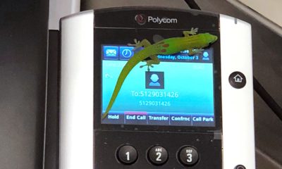Photo of a gecko on a phone at the center in Kailua Kona, Hawaii