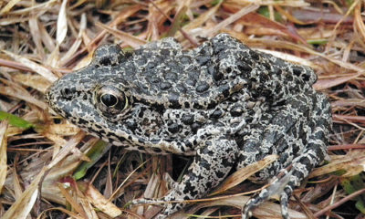 photo of a dusky gopher frog