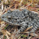 photo of a dusky gopher frog