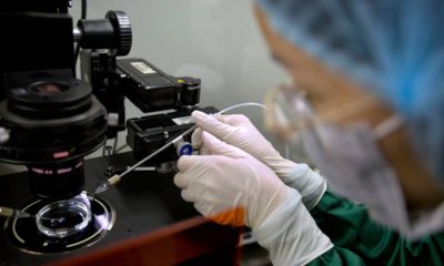 Photo of Zhou Xiaoqin installing a fine glass pipette into a sperm injection microscope