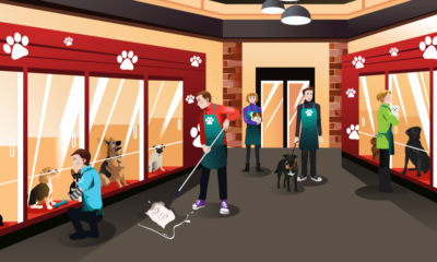 Vector illustration of a modern animal shelter