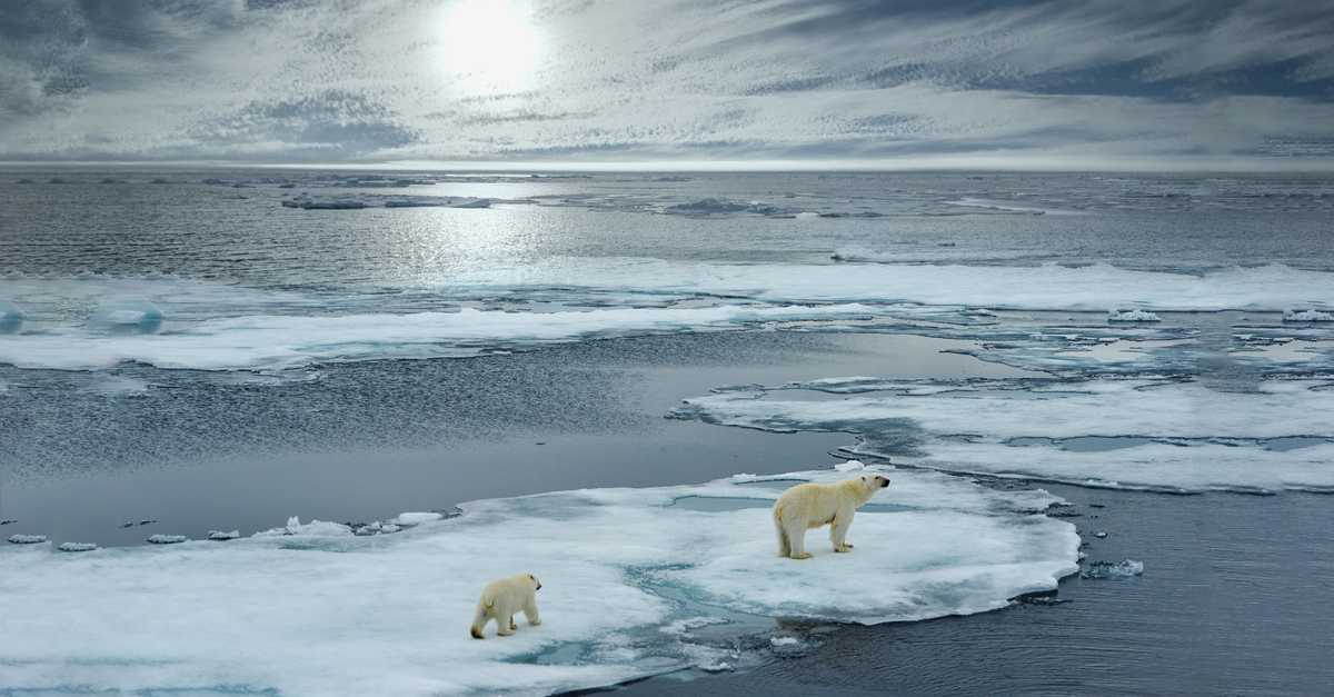 Photo of polar bears on melting ice