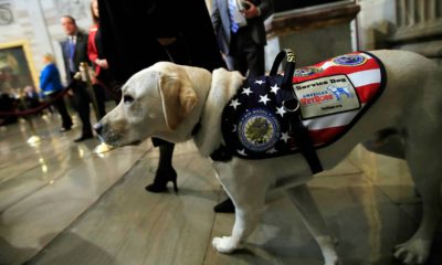 Photo of Sully the Service Dog