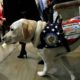 Photo of Sully the Service Dog