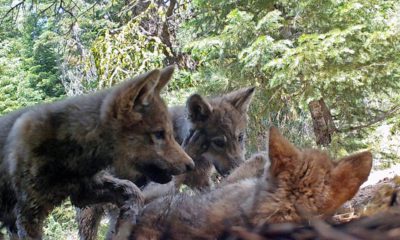 Photo of gray wolves