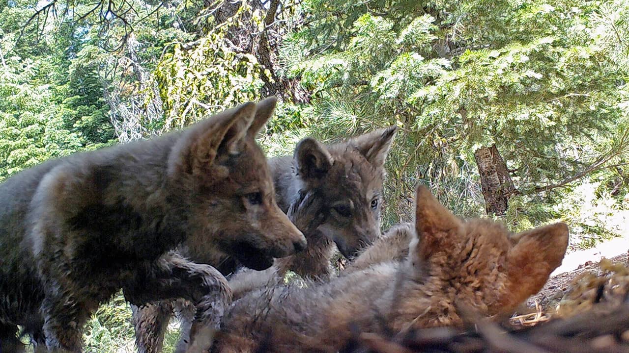 Photo of gray wolves