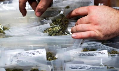 Photo of an employee stocking cannabis at a store