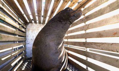 Photo of a California sea lion