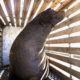 Photo of a California sea lion