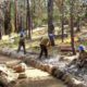 California Conservation Corps members improve a trail in Northern California