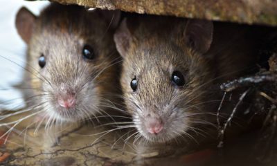 Photo of 2 rats