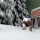 Photo of snow surrounding Montecito Sequoia Lodge in Kings Canyon National Park