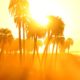 Photo of palm trees and sunshine in the summer