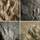 Photo of dinosaur footprints found in Valley Forge