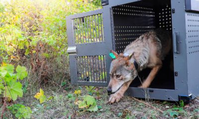 Photo of a female gray wolf emerging from her cage