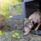 Photo of a female gray wolf emerging from her cage