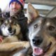 Photo of Iditarod musher Nicolas Petit posing with two of his dogs in Anchorage