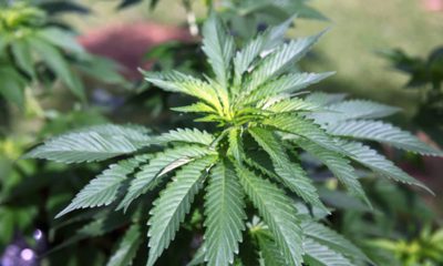 Photo of marijuana plant