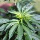 Photo of marijuana plant