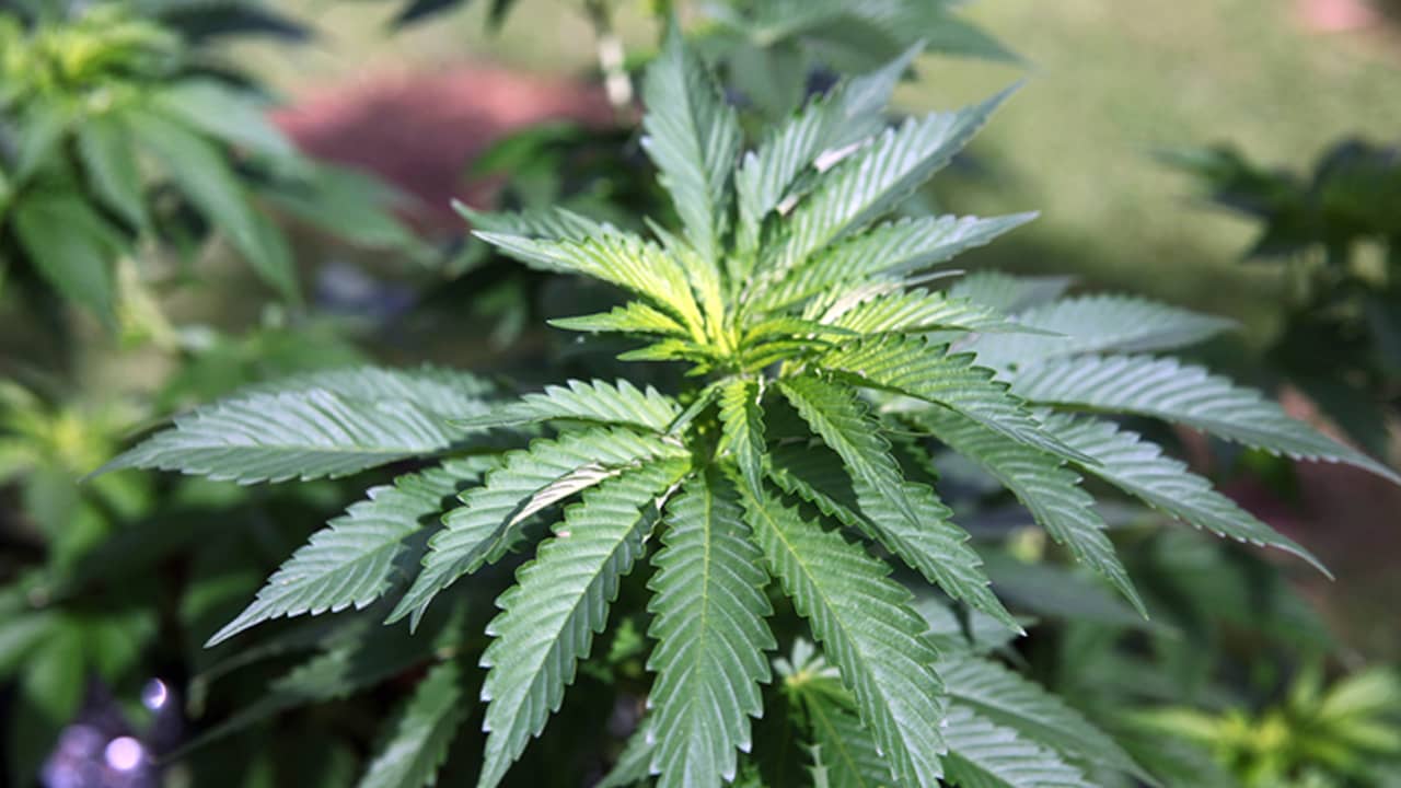 Photo of marijuana plant