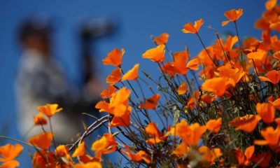 Photo of poppies at Lake Elsinore in California