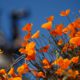 Photo of poppies at Lake Elsinore in California