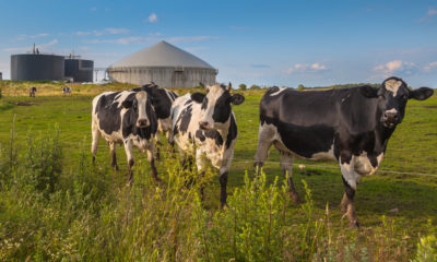 Photo of 3 cows in a field with a bio gas installation