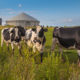 Photo of 3 cows in a field with a bio gas installation