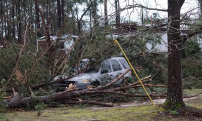 Photo of downed treed along Lee Road 11 in Alabama