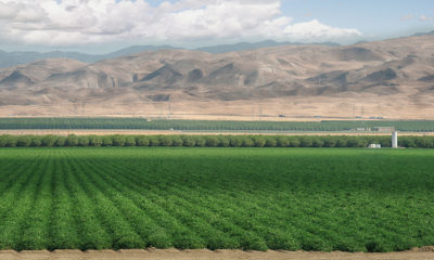 photo of westlands water district crops