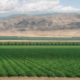 photo of westlands water district crops