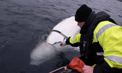 Photo of fisherman petting a beluga whale