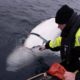Photo of fisherman petting a beluga whale