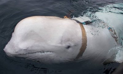 Photo of beluga whale with a harness around his neck